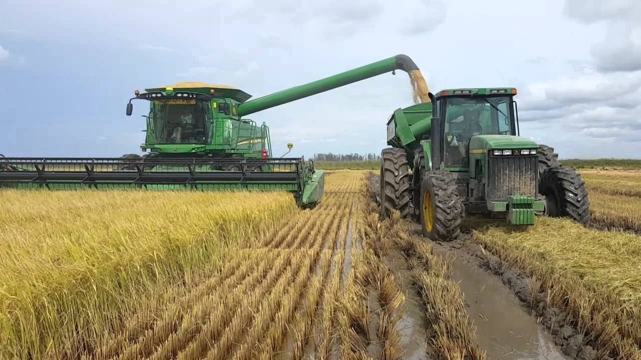 La Cadena Arrocera Gener Fuentes Laborales Genuinas Todo El Campo