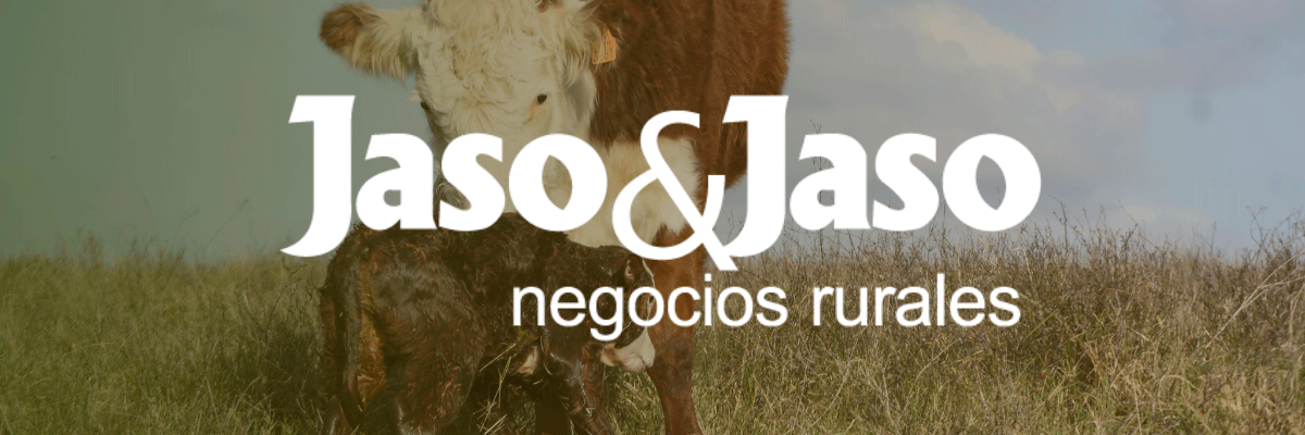 jaso y jaso