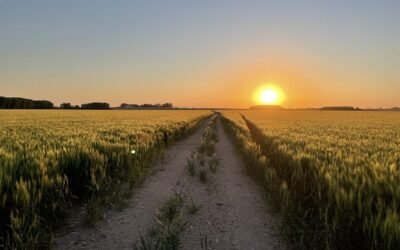 La importancia de la sequía sudamericana y su influencia en los precios.