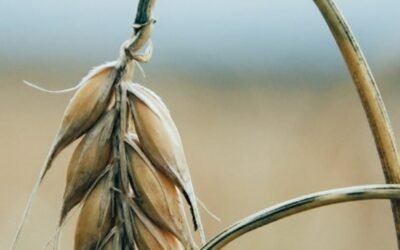 El premio a la Alimentación que le dio a la agricultura el nivel de los Nobel.