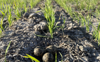 ACA completó la siembra con mayor área que la zafra pasada