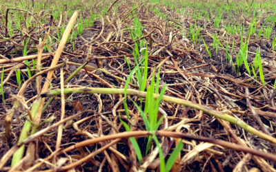 La siembra de arroz ya casi llega al 100%