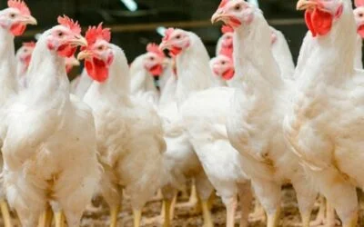 La avicultura paraguaya consolida su mayor expansión en una década.