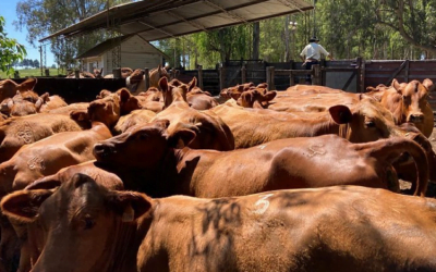 Plaza Rural venderá 13.123 vacunos y 1.191 ovinos