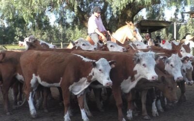 Juan Carlos Martínez mostró un mercado demandado y a valores equilibrados.