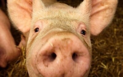 Presentan el primer filete de cerdo del mundo creado en laboratorio a partir del cultivo celular