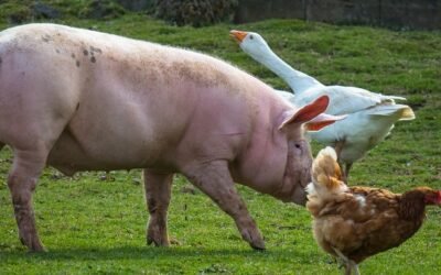 Brasil espera que la producción, consumo y exportación de la carne de pollo y cerdo alcance cifras más altas en 2024.