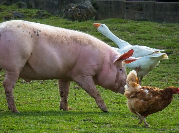 Argentina continúa realizando acciones para prevenir la peste porcina