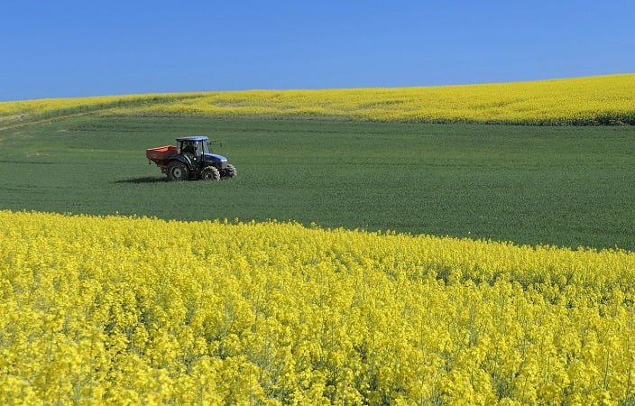 Encuesta agrícola de DIEA destaca importante avance de la colza.