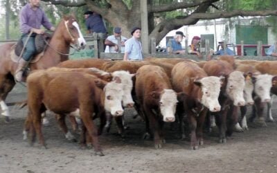 Con mucha agilidad, José María Clavijo Negocios Rurales colocó abultada y surtida oferta