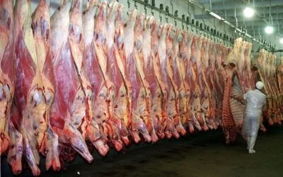 Datos del mercado de exportación de la carne de vacuno.