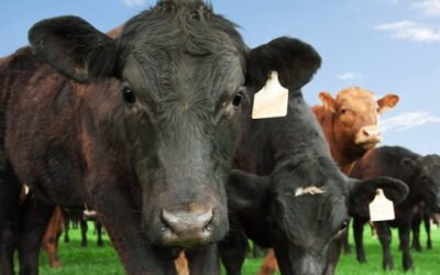 OMSA: “La inversión en el sector ganadero sigue siendo escasa”.