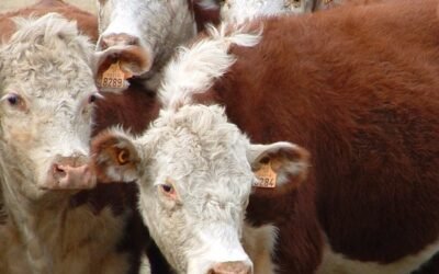 MGAP suspendió vacuna para el control de brucelosis de laboratorio de plaza.