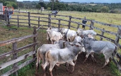 Paraguay. Exportación de carne vacuna creció 60%