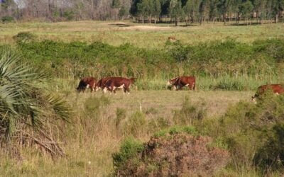 Servicios Ganaderos dejó sin efecto vacunación obligatoria contra brucelosis en Paysandú