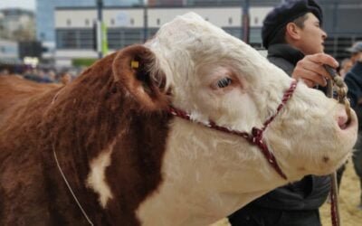 Hereford dará a conocer resultados sobre mejoramiento genético en eficiencia de conversión y estimaciones de emisiones de metano