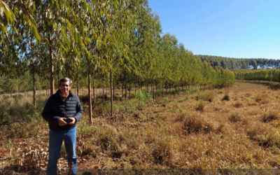 Ing. Esquivel: “A Uruguay le falta la actividad industrial de madera sólida”.