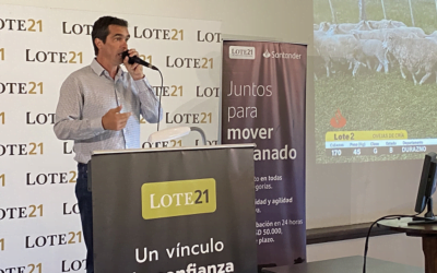 Esta semana Lote 21 rematará 11.000 vacunos.