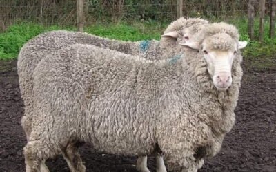 El IME bajó 1 centavo.