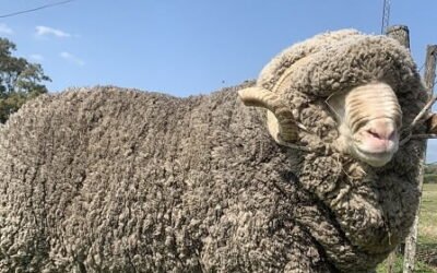 Mercado de lanas en la zafra 2024/2025: estabilidad e interés con señales de recuperación.