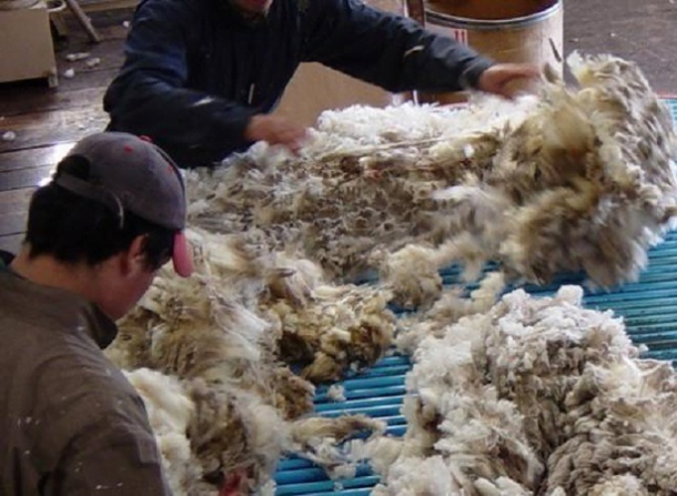 En el mercado local, los lotes de lana Merino finos con grifa verde y certificación RWS alcanzan valores destacados