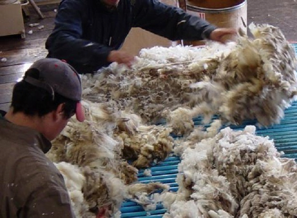 El precio promedio de la lana subió a US$ 9,26.