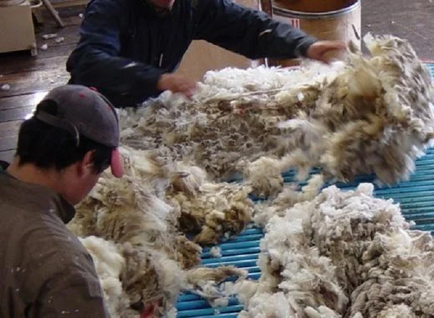 En el mercado local, los lotes de lana Merino finos con grifa verde y certificación RWS alcanzan valores destacados