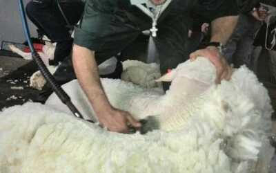 Mercado lanero con repunte en Australia y firmeza en lotes Merino locales.