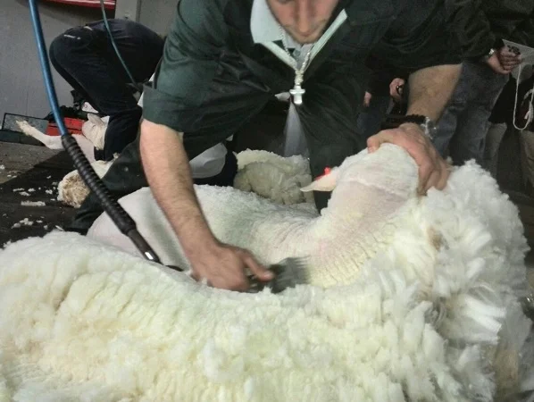 Mercado lanero con repunte en Australia y firmeza en lotes Merino locales.