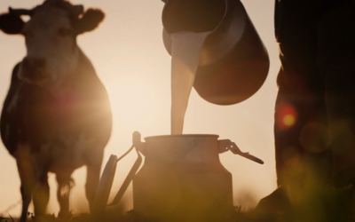 Por extensión de la emergencia agropecuaria, el BROU mantiene sus líneas subsidiadas.