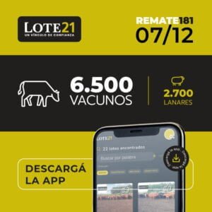 lote 21