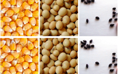 El Sistema Nacional de Bioseguridad aprobó nuevos OGMs