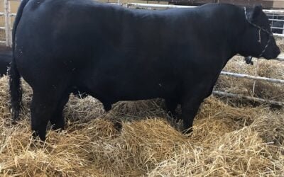 En el último remate de la zafra, el Modelo puso los toros a US$ 2.530 promedio