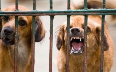 El ciudadano sigue solo frente a la impunidad de los perros