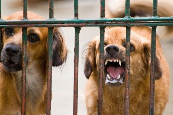 El ciudadano sigue solo frente a la impunidad de los perros