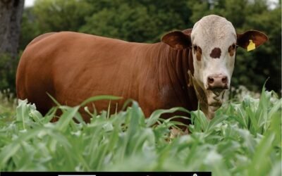 Plaza Rural vendió el 90% de la oferta