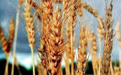 “El comercio es un factor dinamizador del sector”, dijo el Dr. Otero de IICA.