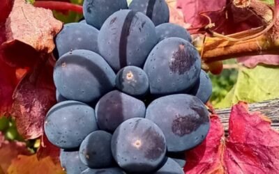 El consumo de uvas ayuda a contrarrestar los daños de los rayos UV en la piel.