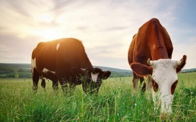 MGAP e INIA reforzaron en Paysandú el mensaje de prevención frente a la garrapata y la tristeza parasitaria.