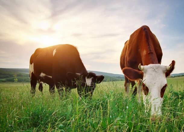Estudio australiano identifica genes clave para equilibrar fertilidad y crecimiento en el rodeo