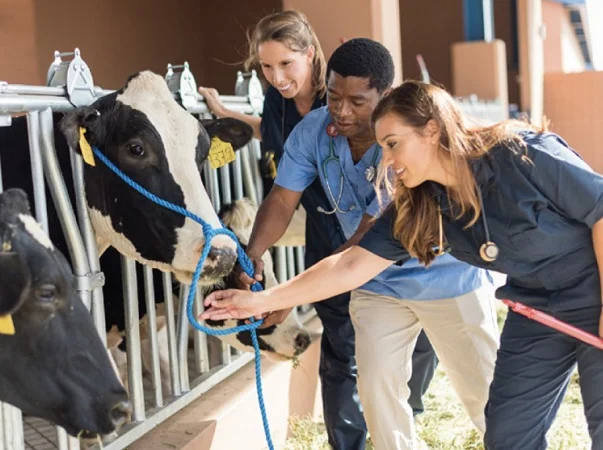 Nuevos cursos de acreditación para veterinarios en áreas sanitarias y certificación.