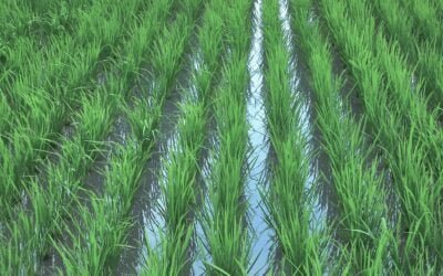 En Paraguay, el arroz seguirá creciendo.