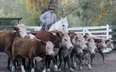 Enrique Bachino & Asociados en Campanero mostró una pista ágil con mercado equilibrado