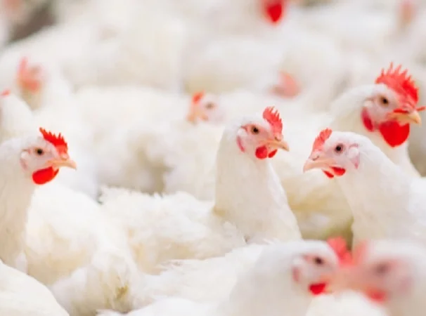 Gripe aviar y vacunación.