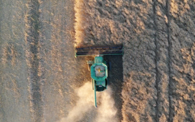 Cultivos de inverno con perspectivas positivas.