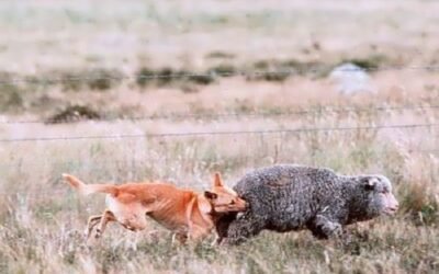 Depredador autóctono australiano causa pérdidas por 90 millones al año