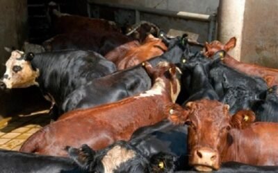 Comercio mundial: precios en alza, exportaciones crecientes y un nuevo movimiento de piezas que mantiene expectante al mercado.