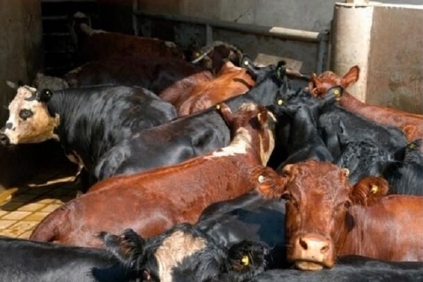 Comercio mundial: precios en alza, exportaciones crecientes y un nuevo movimiento de piezas que mantiene expectante al mercado.