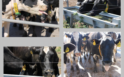 Advierten sobre riesgo por estrés calórico para el ganado de leche