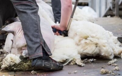 El precio promedio de la lana en Australia subió a US$ 9,56.